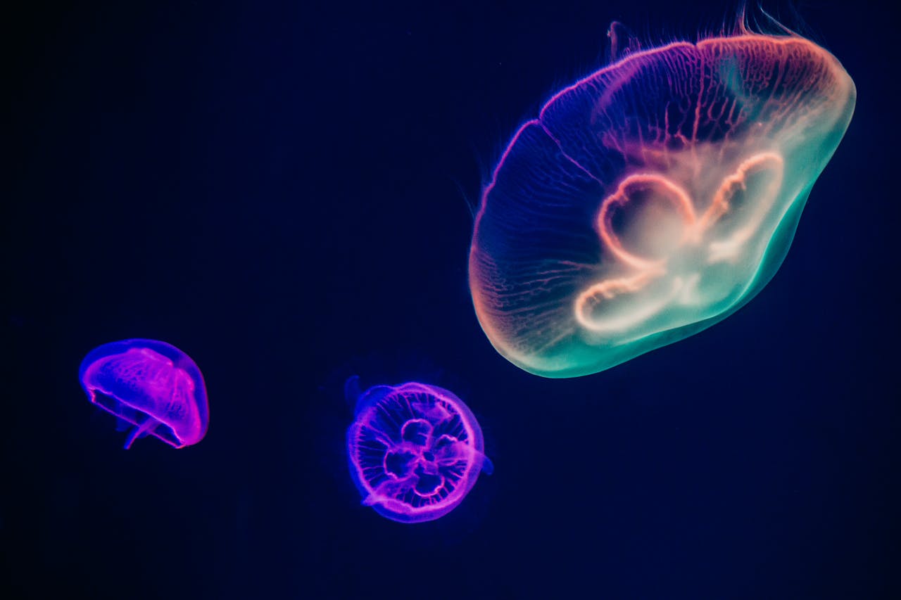 Glowing jellyfish with neon colors swim gracefully in an illuminated aquarium setting.