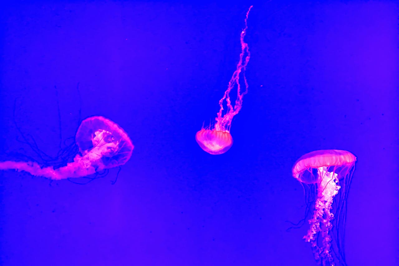 Three jellyfish gracefully swimming under neon blue light for a stunning aquatic display.